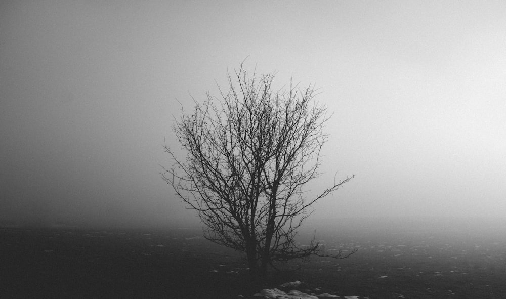 árbol sin hojas con lugar ahumado