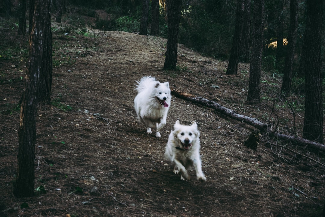 two long-coat white dog running on brown ground near trees during daytime