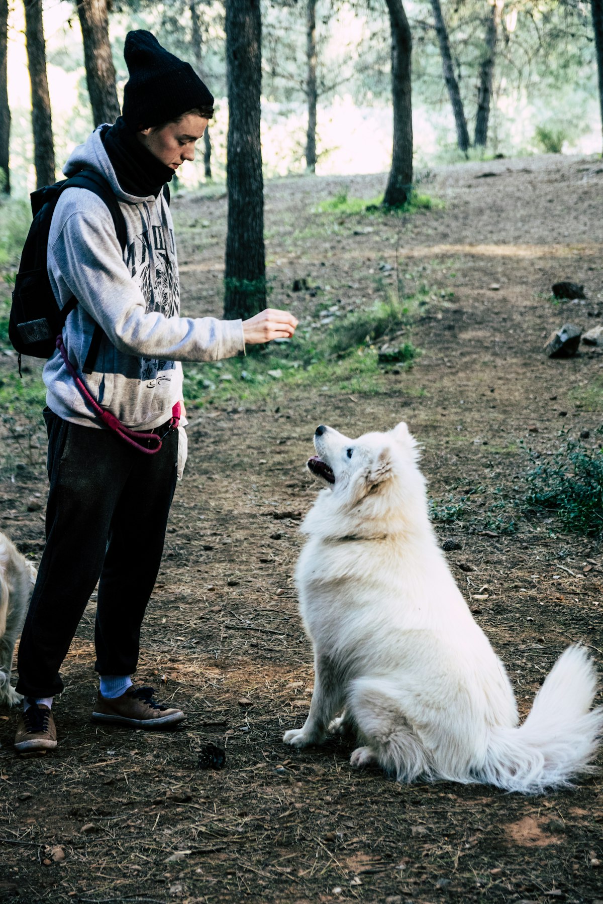 Dog performing sit command in training session