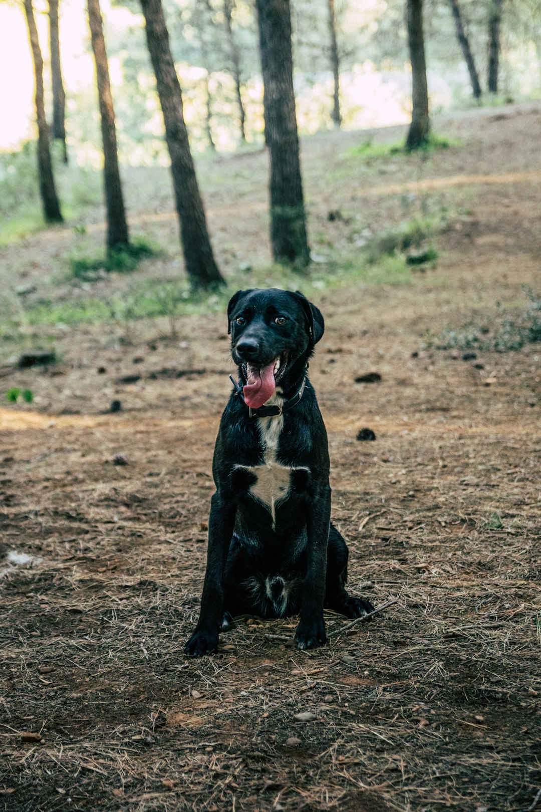 short-coat black and white dog sitting on brown ground during daytime