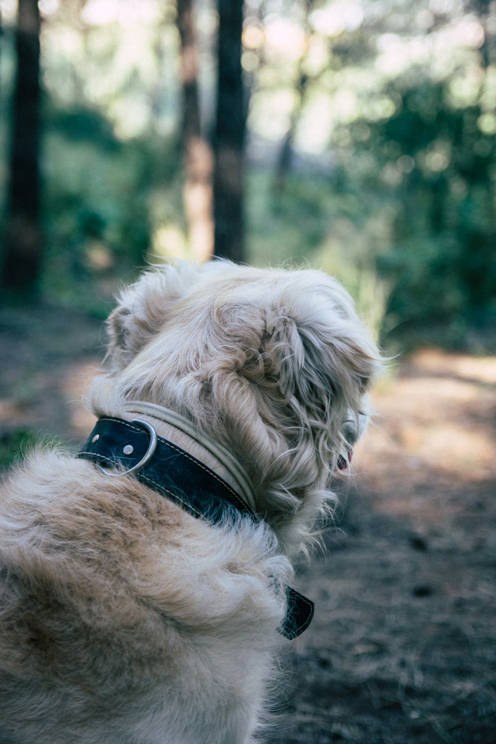 long-coat brown dog in close-up photography