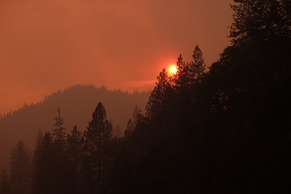 red sun and black forest