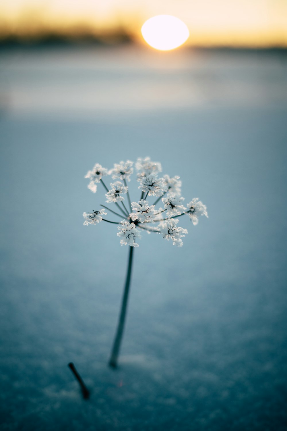 fleur blanche en photographie en gros plan