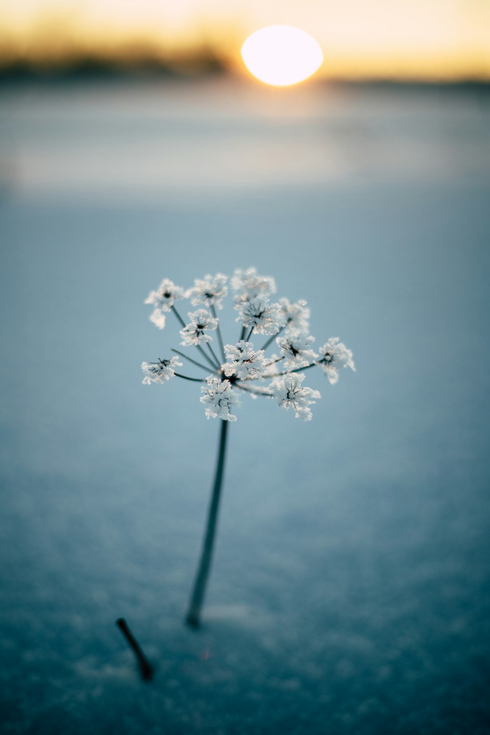 Weiße Blume in Nahaufnahme