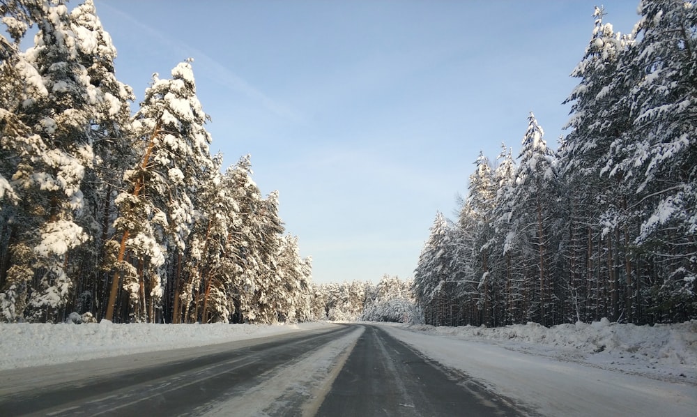 empty road in between snow covered trees under blue sky during daytime