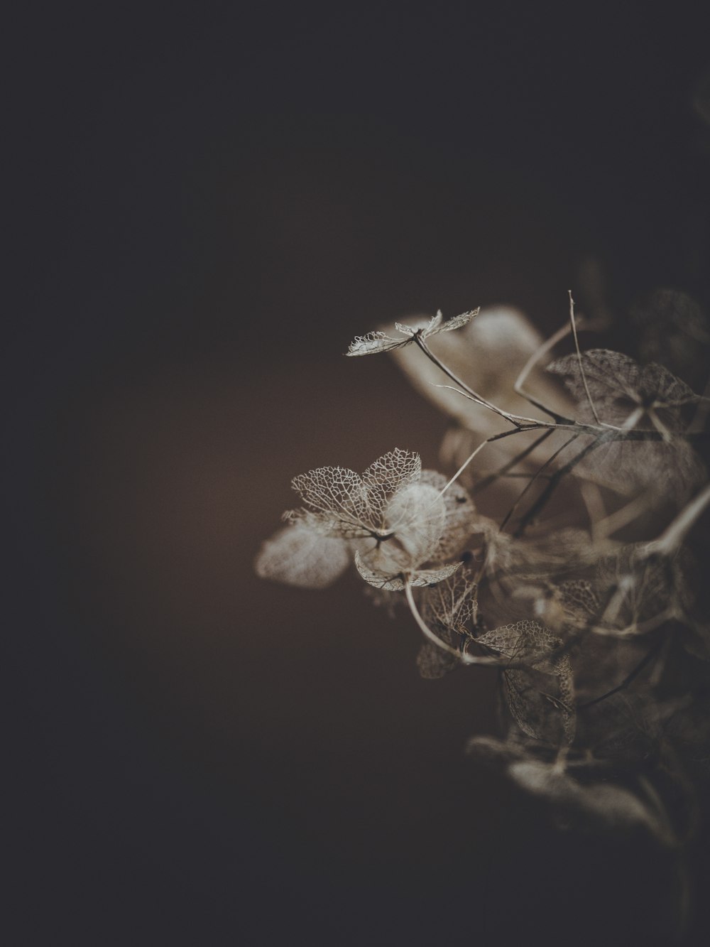 close-up photography of brown petaled flowers