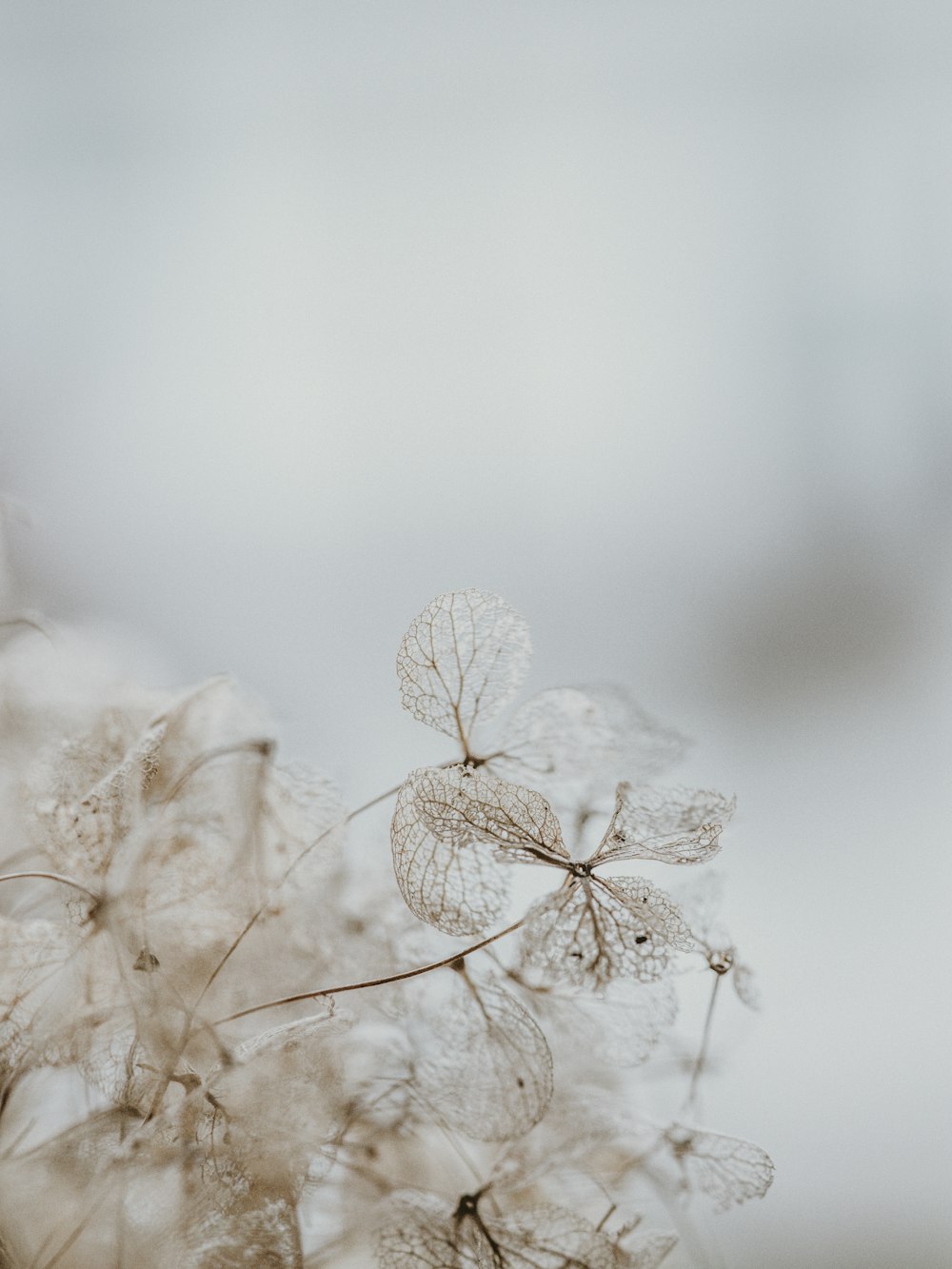 white flower