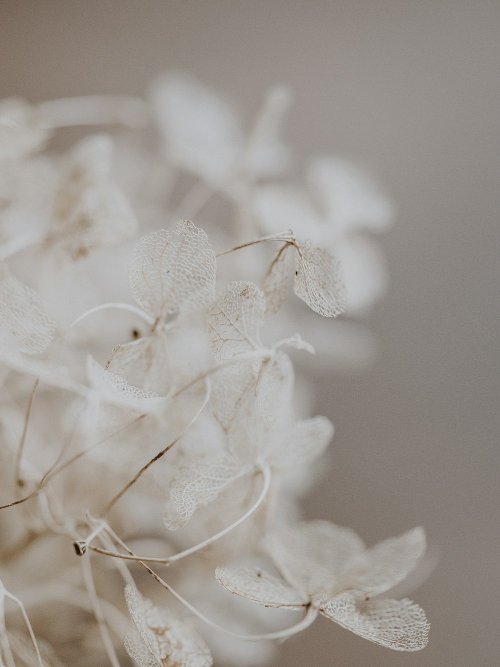 Fotografía de enfoque selectivo de flores blancas