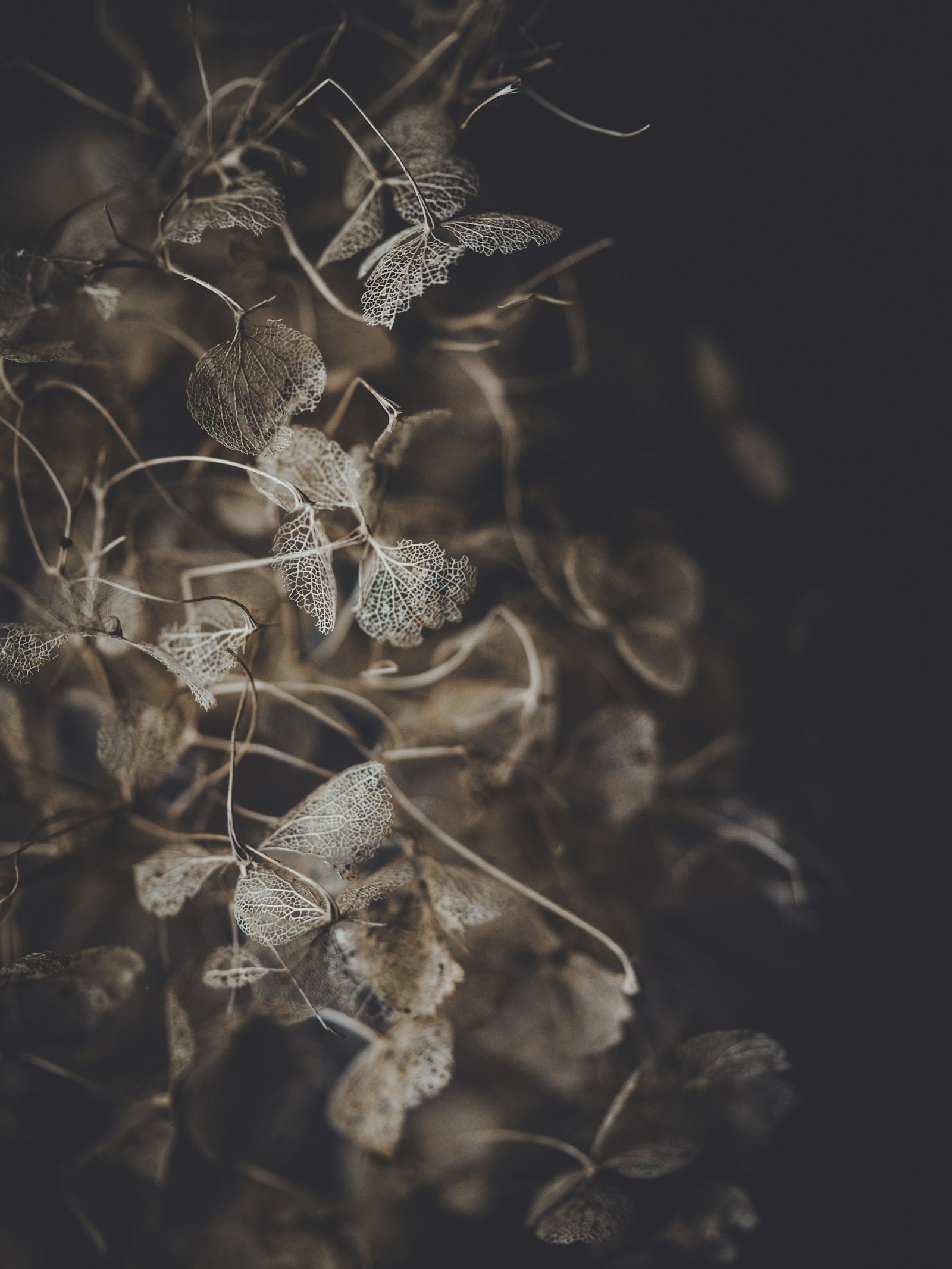 smc PENTAX-FA 645 Macro 120mm F4 sample photo. Brown plant photography