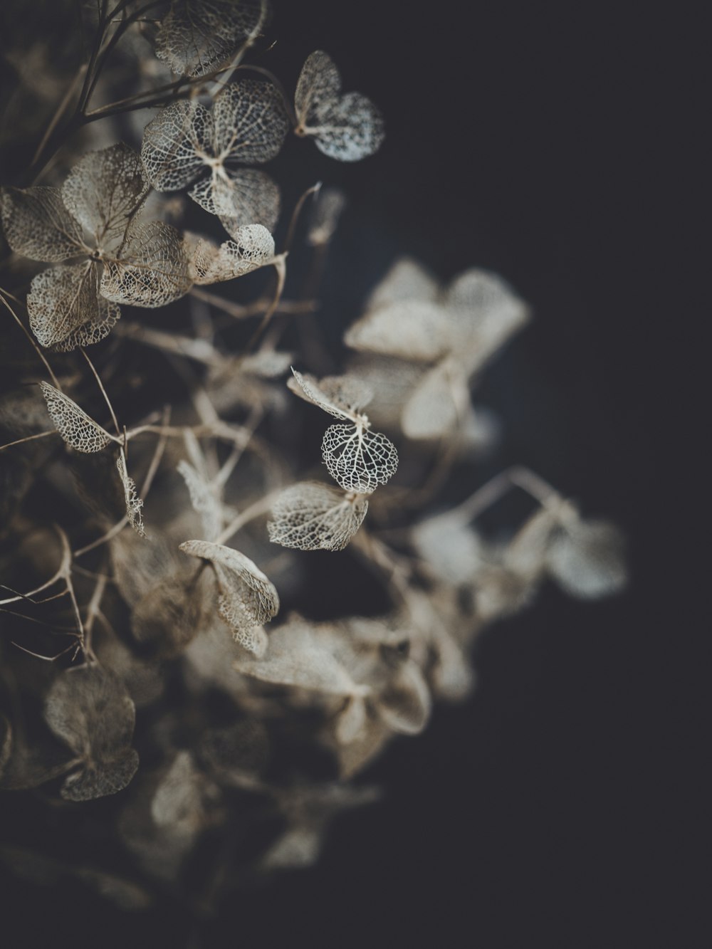 close up photo of gray leafs