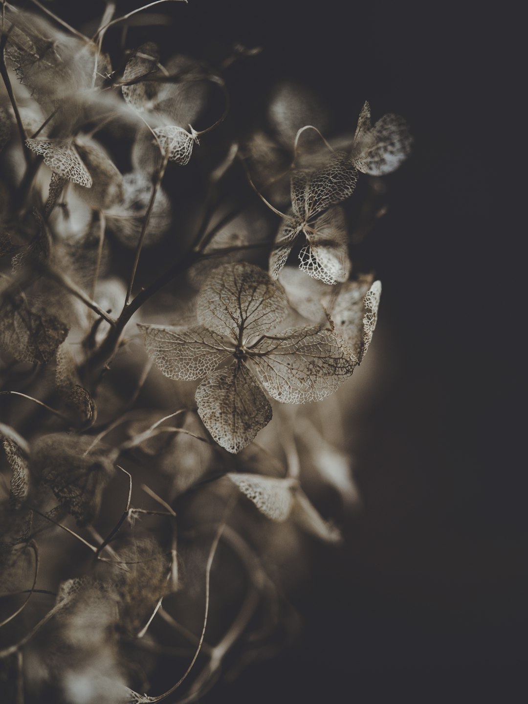 brown plant on dark background