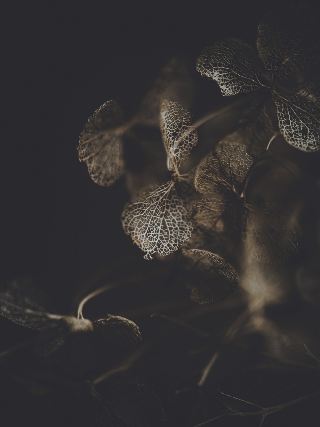 brown plant against dark background