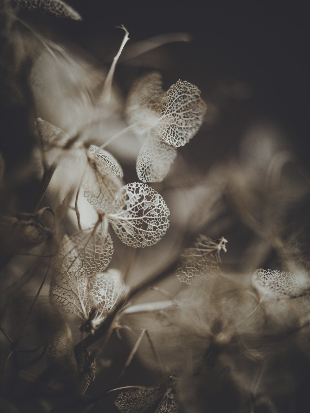 selective focus photography of white flowers