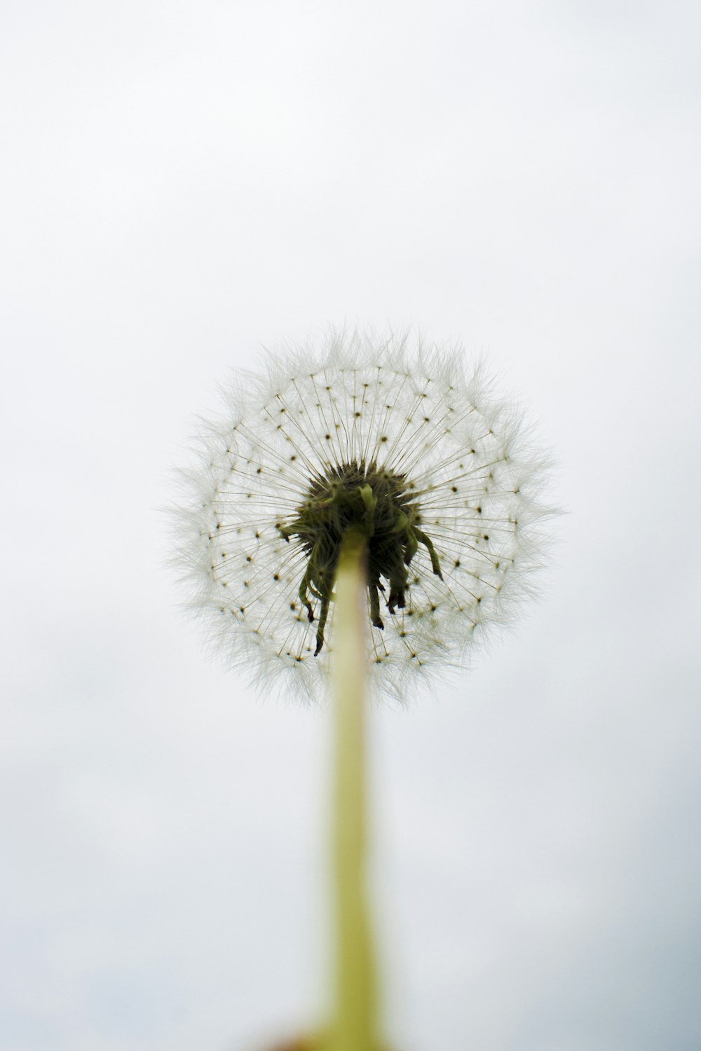 close up photography of Dandelion