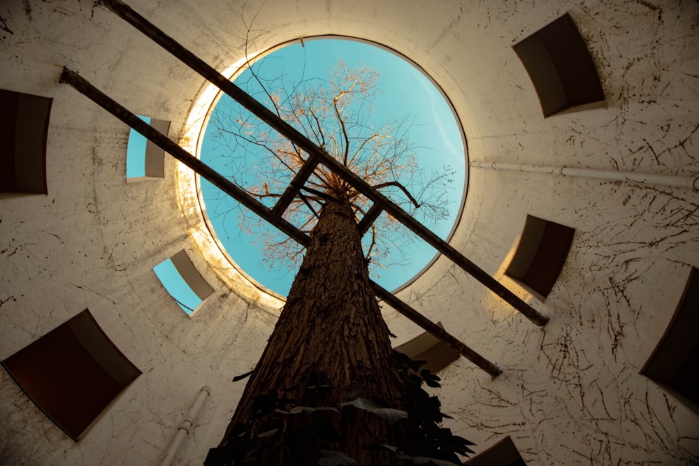 low-angle photography of tree inside tower