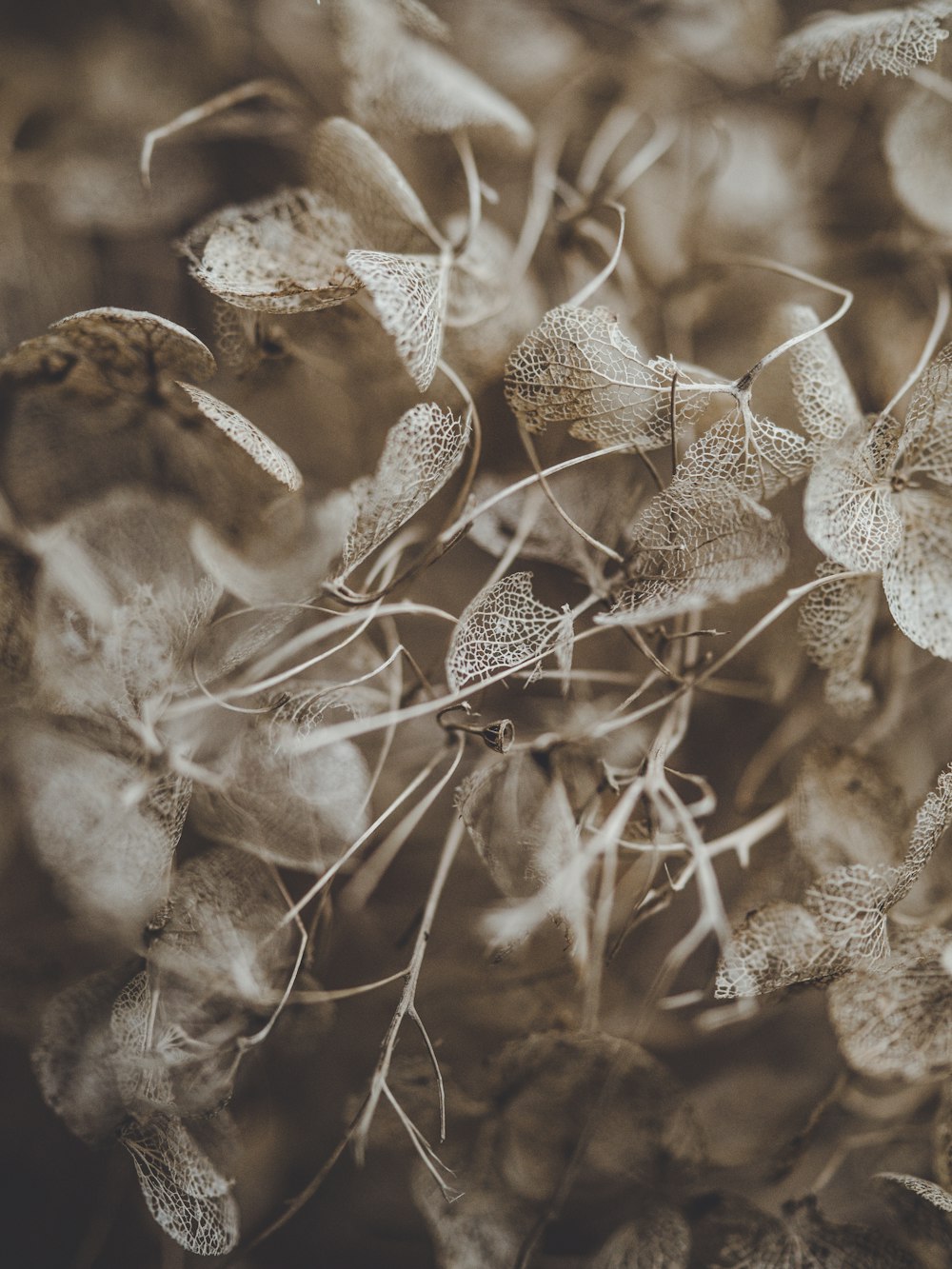 grayscale photo of flowers