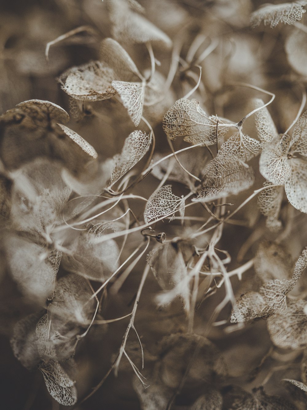 foto in scala di grigi di fiori