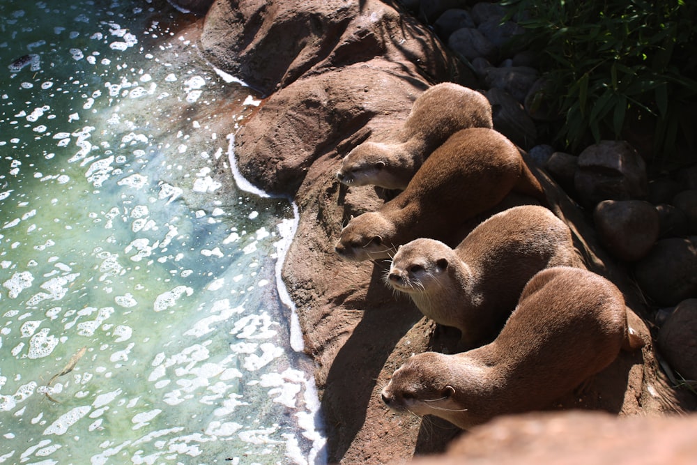 four brown animals on top of rock near body of water