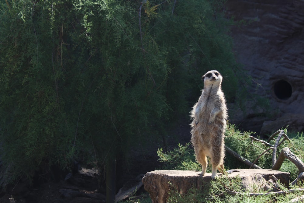 brown animal standing on brown tree during daytime