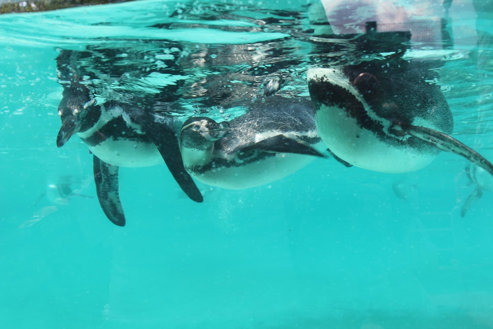 Baleines dans l’océan