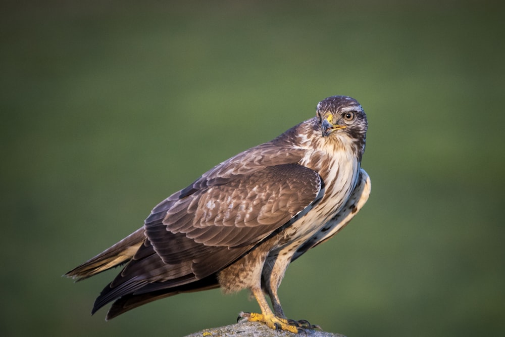 Fotografía de enfoque selectivo de águila calva marrón