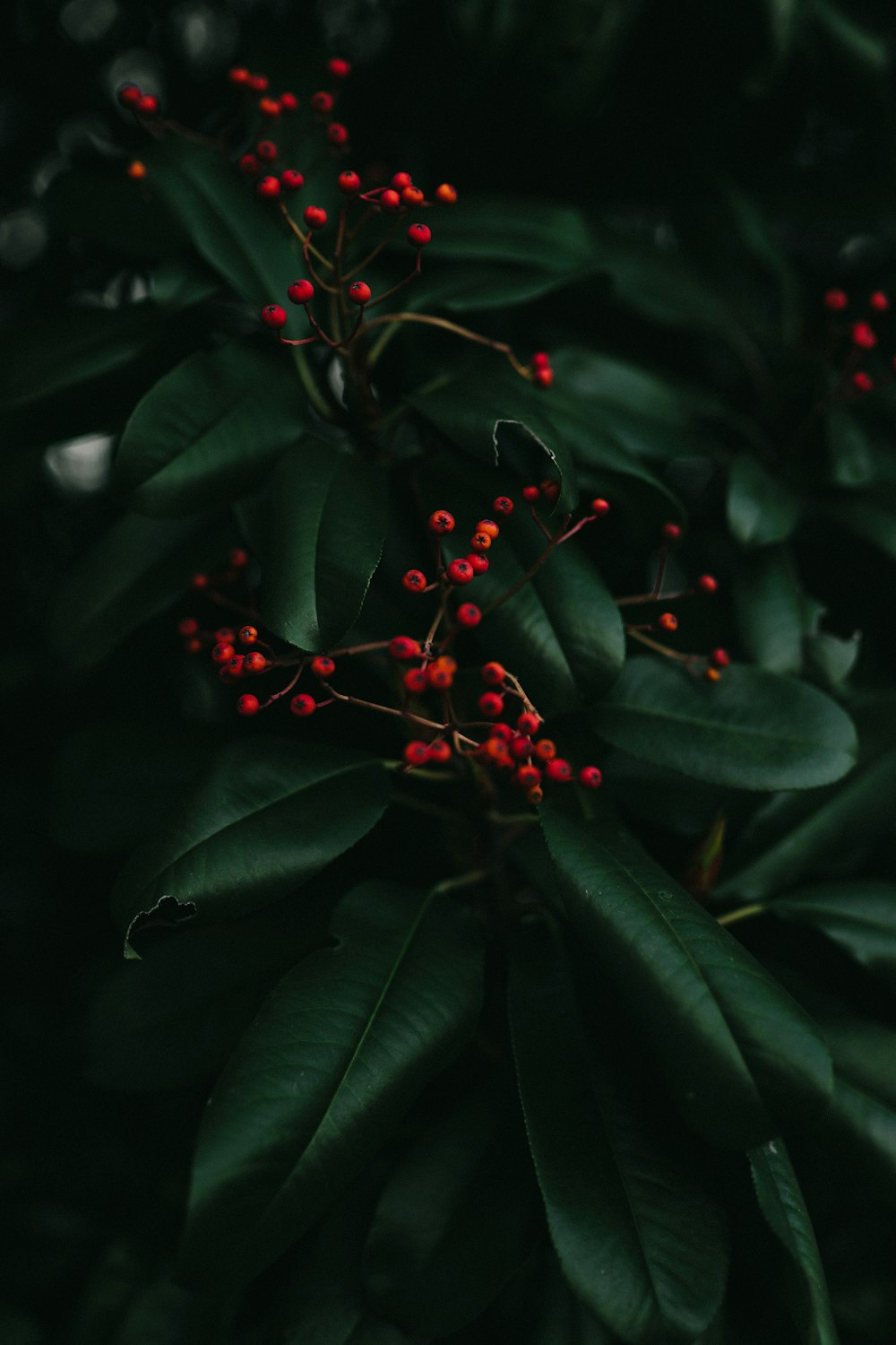 round red fruits