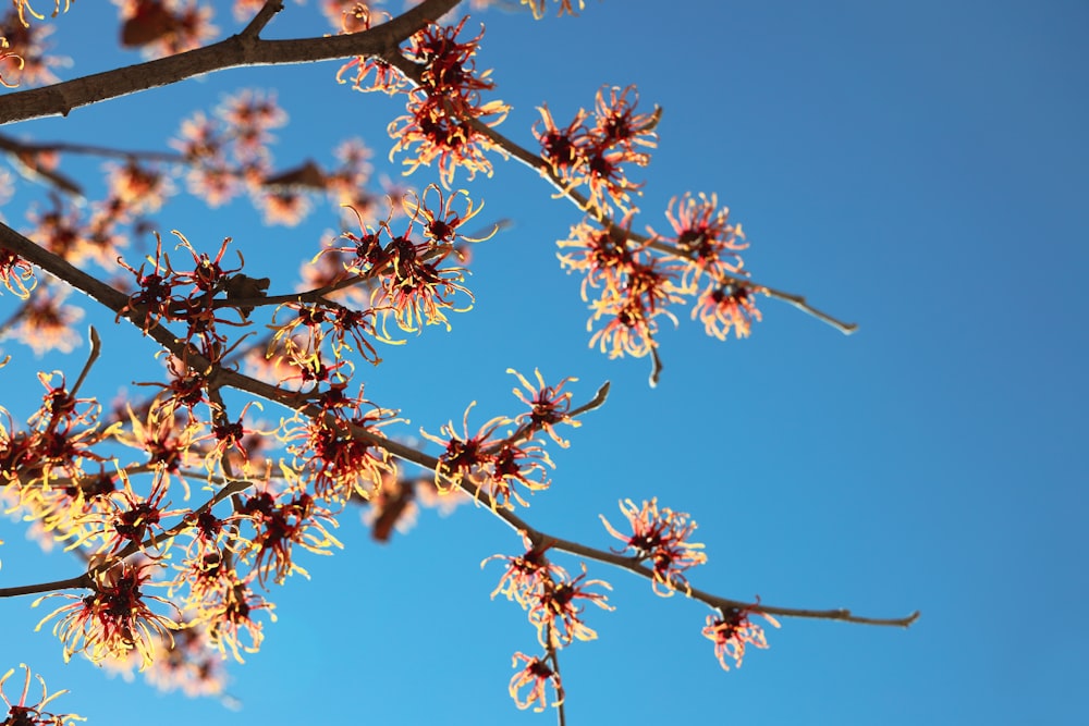 fleurs rouges et jaunes