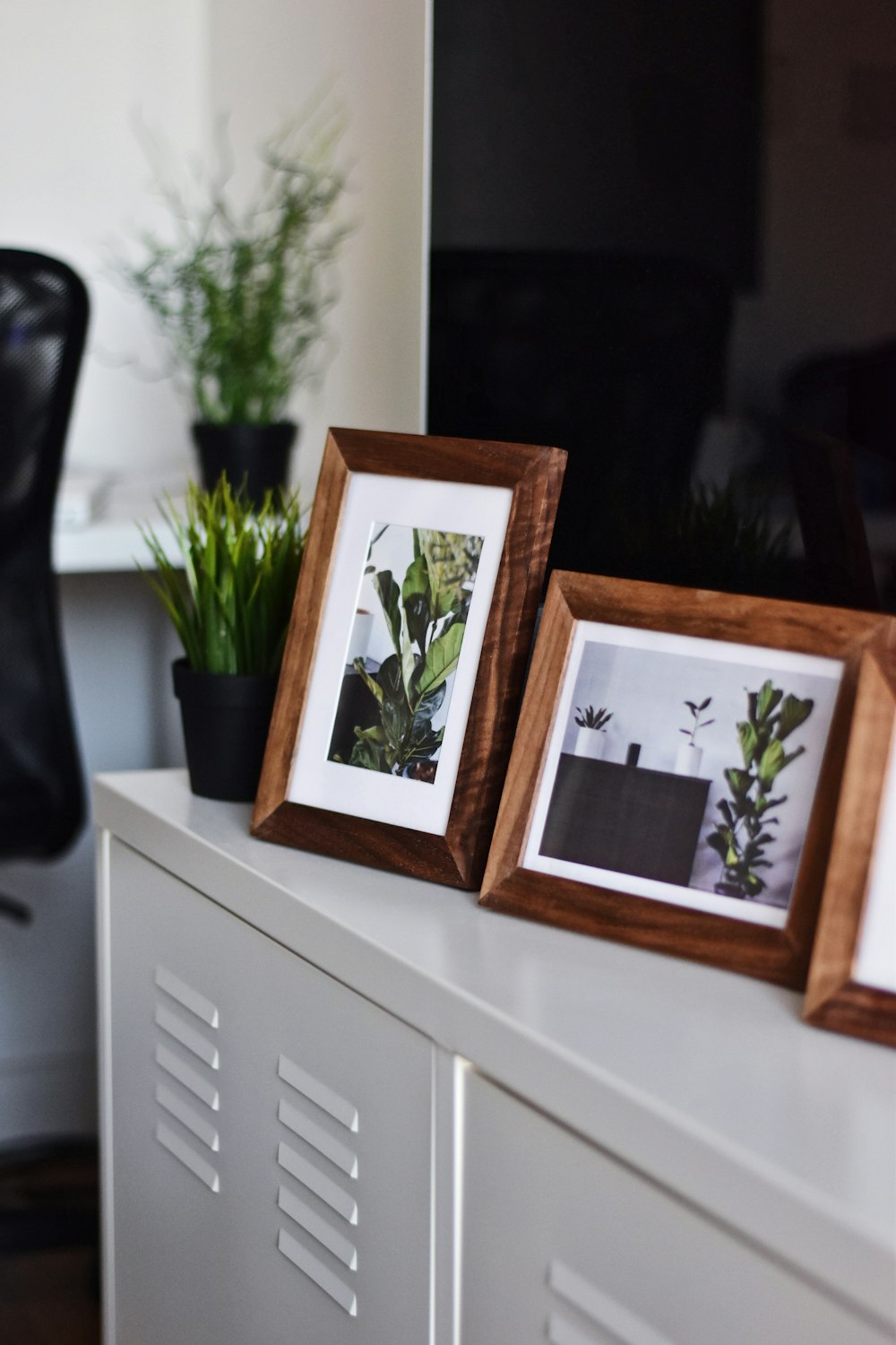 two green plant photos on white surface