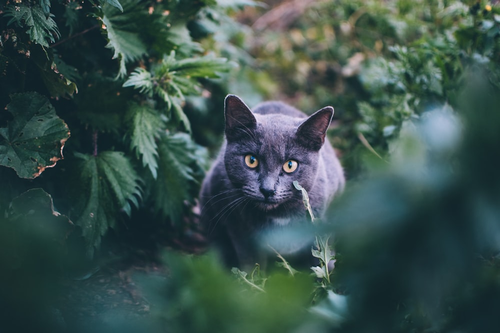 grey short fur cat in the bushes