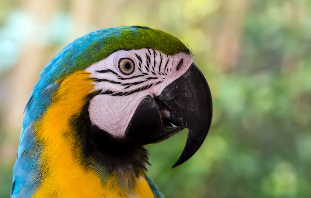 blue-and-yellow macaw