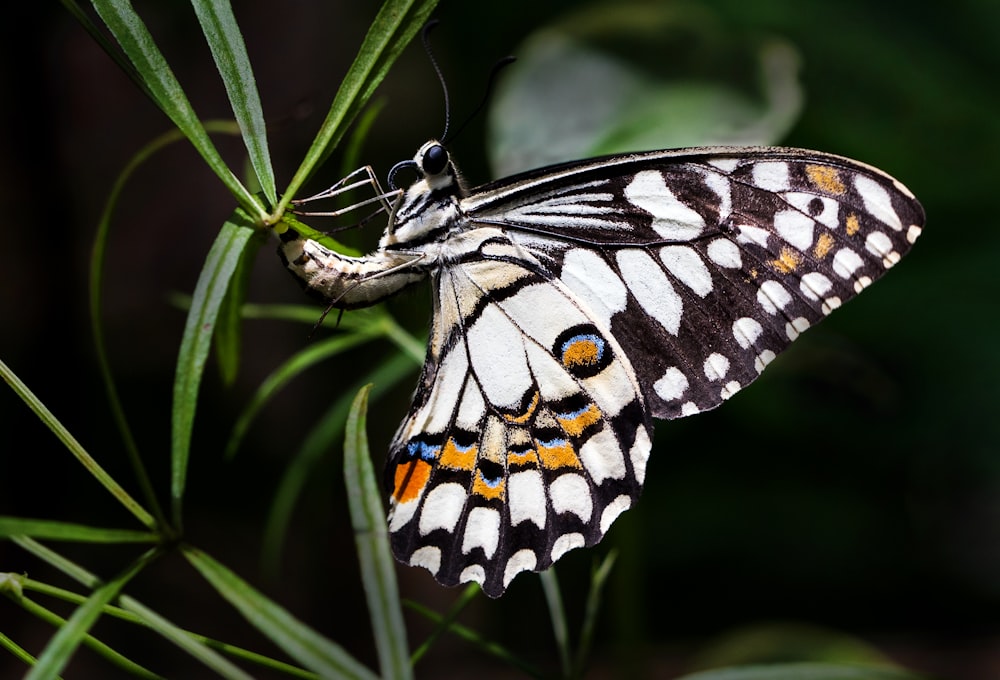 white and brown butterfly