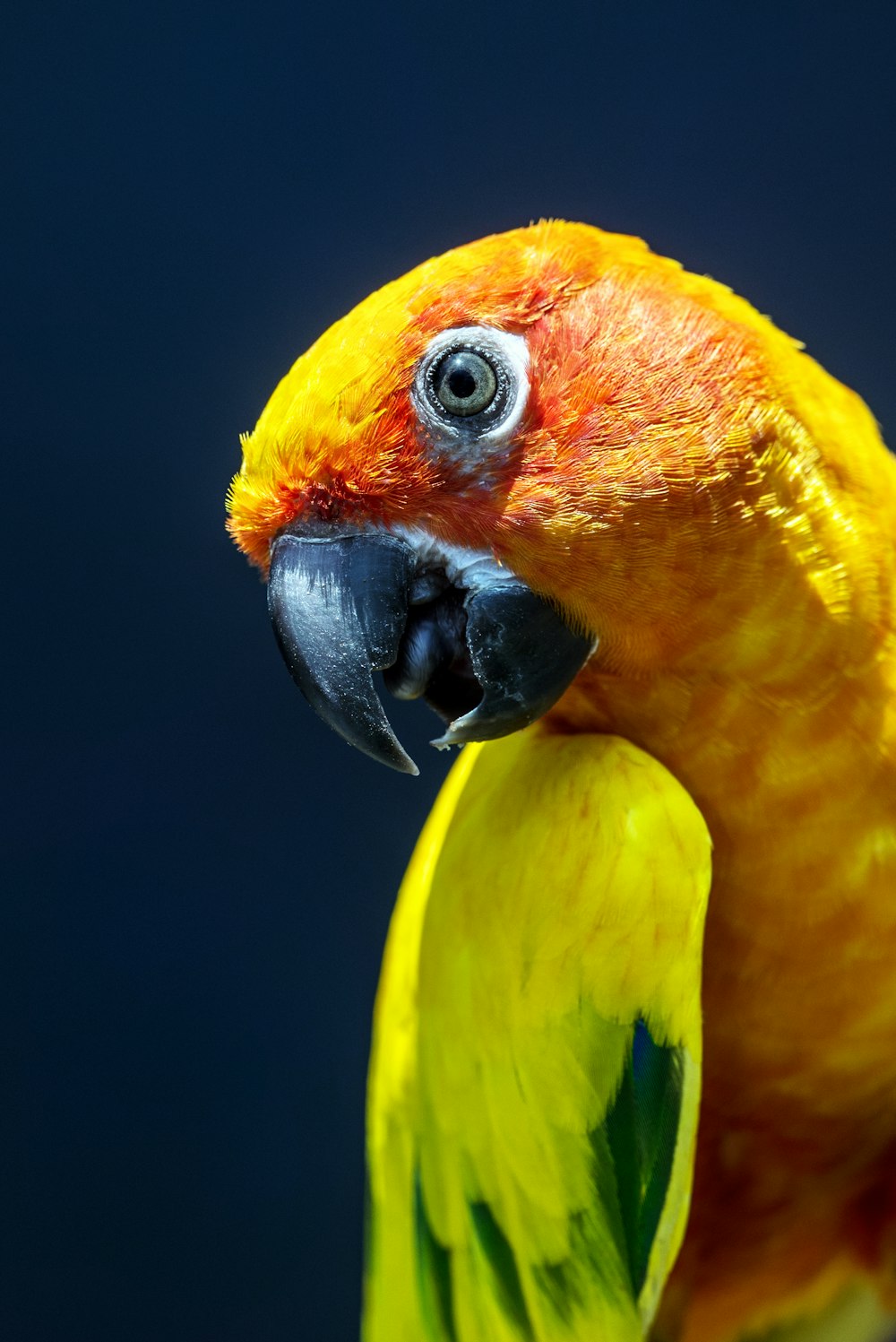 yellow and green parrot