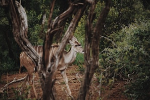 A large antelope with distinct vertical white stripes on its body walks quietly through dense, lush greenery, partially obscured by twisted tree branches in the foreground. The setting is a woodland area with a natural, earthy ambiance.