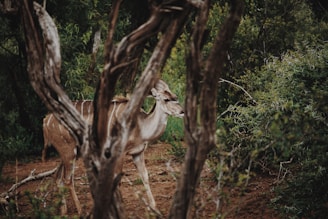 A large antelope with distinct vertical white stripes on its body walks quietly through dense, lush greenery, partially obscured by twisted tree branches in the foreground. The setting is a woodland area with a natural, earthy ambiance.