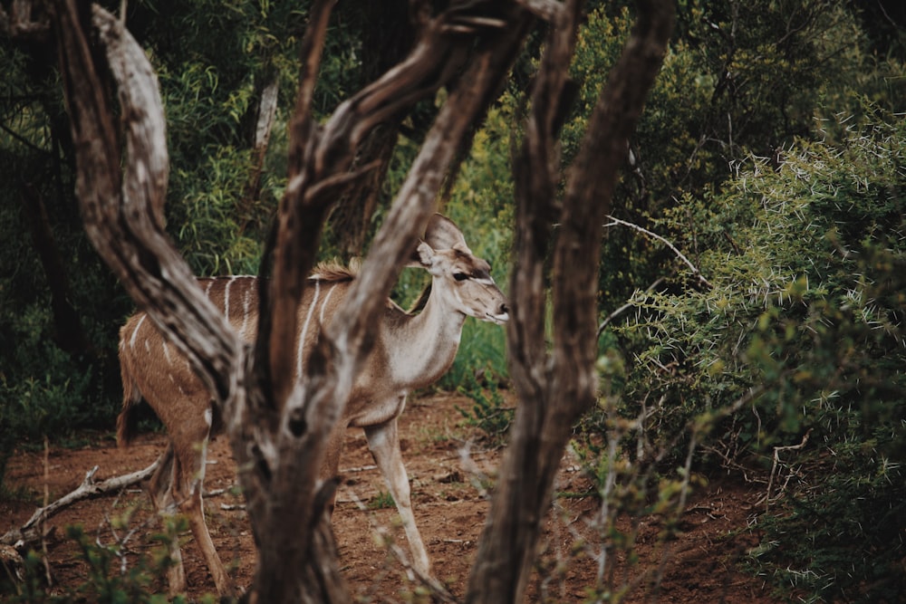 brown deer on woods