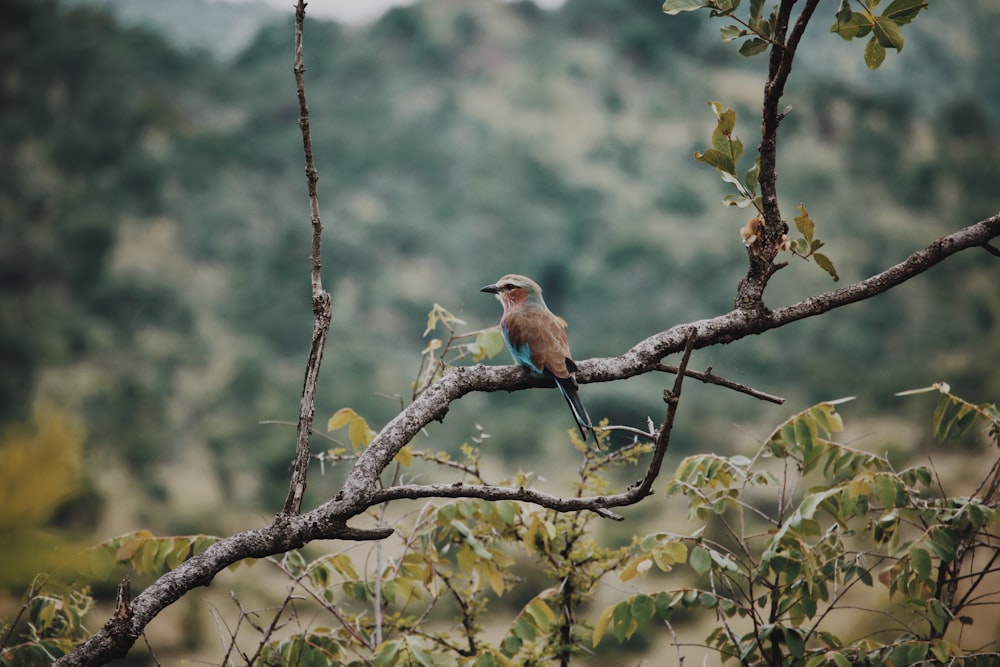 pájaro marrón y azul posado en la rama de un árbol