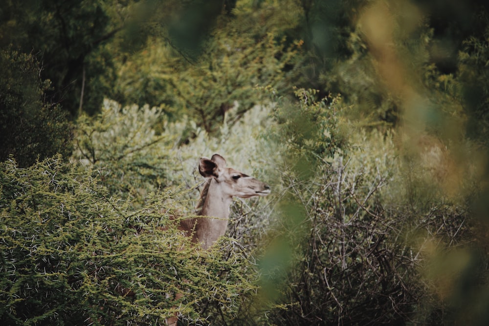 brown doe in grass field