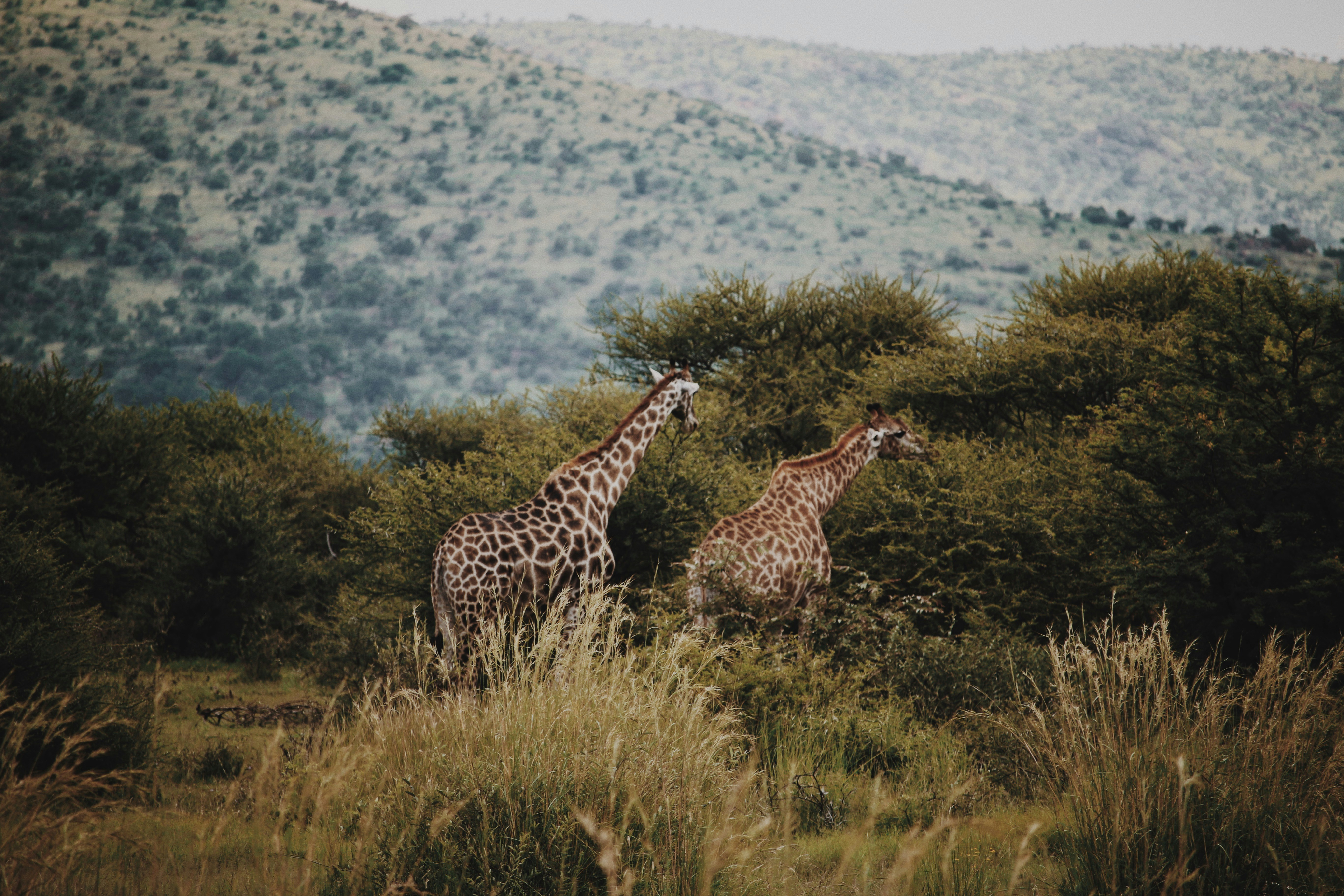 Two giraffes standing near trees in a South African landscape