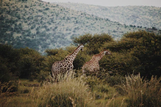 two giraffes beside trees