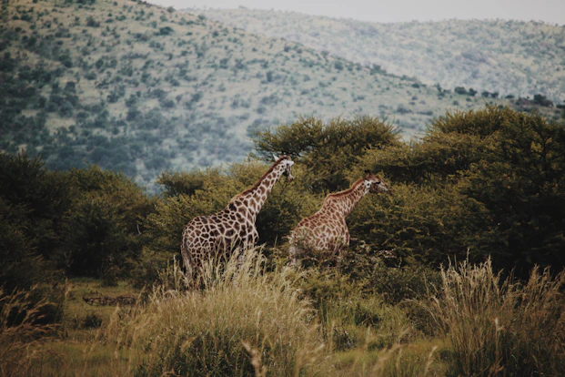 two giraffes beside trees