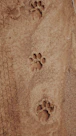 paw print on sand