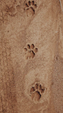 paw print on sand