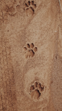 paw print on sand