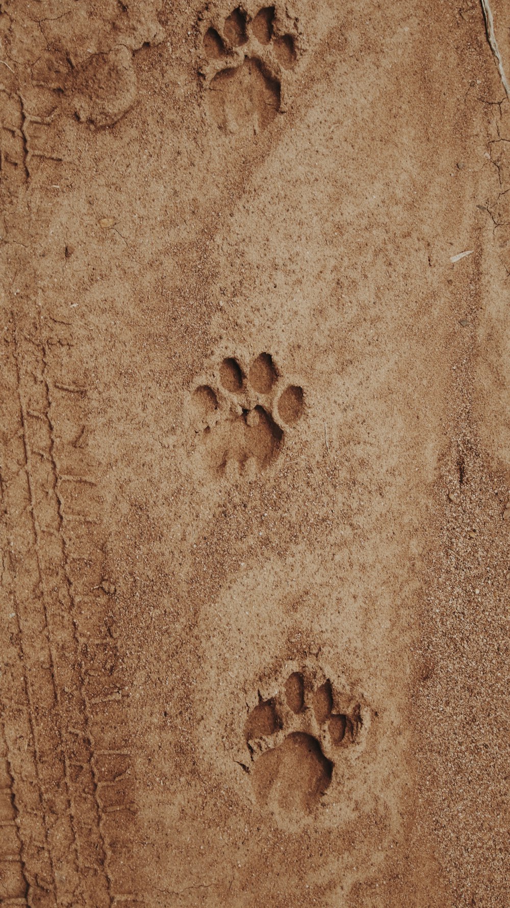 impronta di zampa sulla sabbia