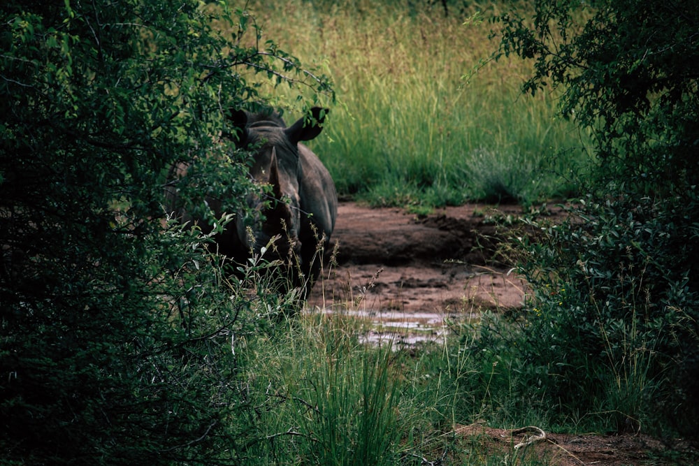 mud puddle surrounded by grass