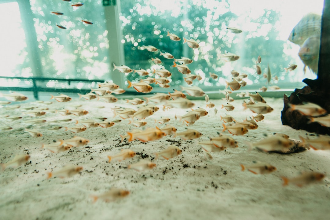 fishes in the aquarium