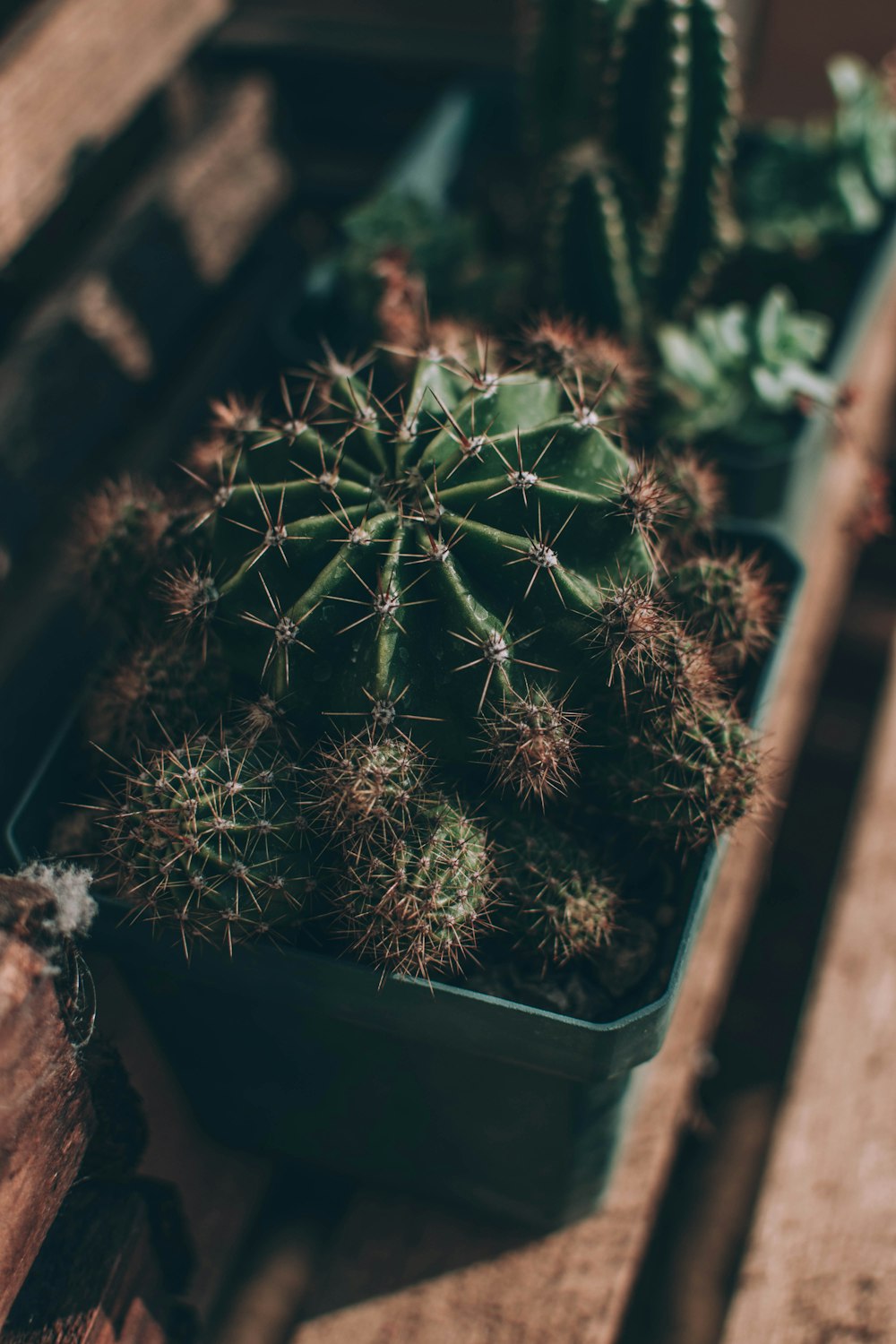 selective focus photography of cactus in pot