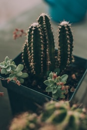 potted green cactus plant