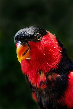 A vibrant red and black bird with a bright orange beak is set against a blurred dark green background. The bird's feathers are slightly wet, giving a glossy appearance, and its eye is prominently captured, exuding a sense of alertness.