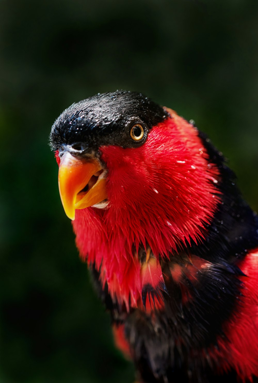 pássaro vermelho e preto